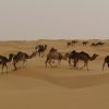 camels-2614827 camels-2614827