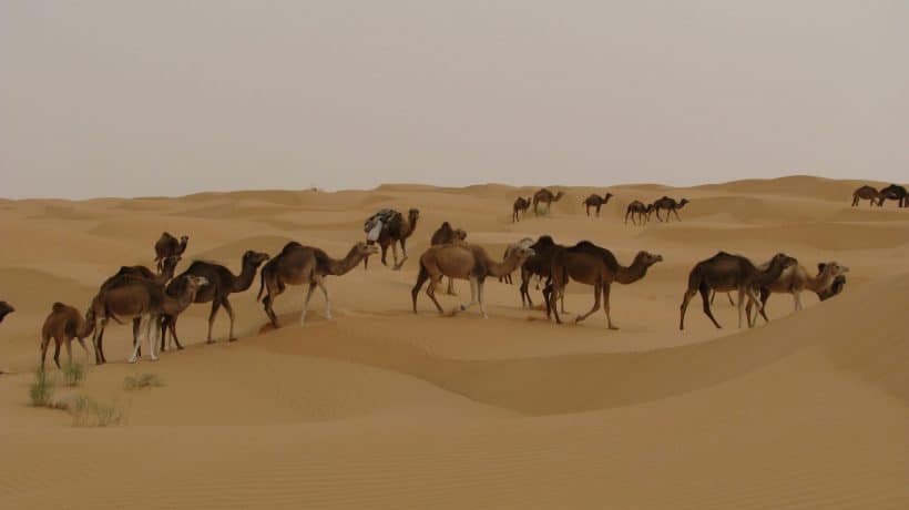 camels-2614827 camels-2614827