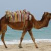 dromedary-1367972 dromedary-1367972