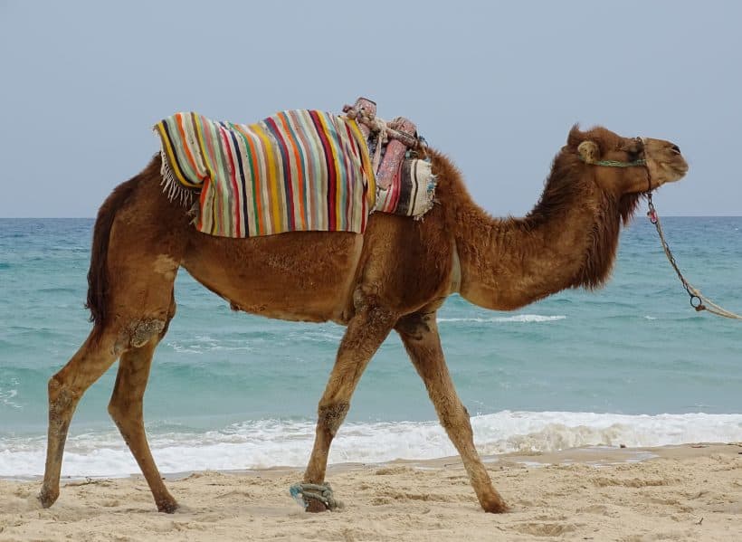 dromedary-1367972 dromedary-1367972